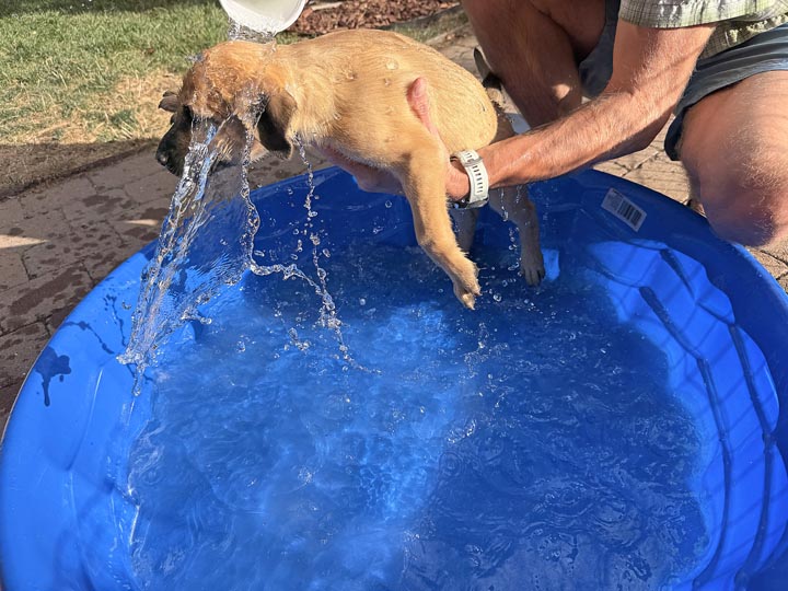 chinook dog